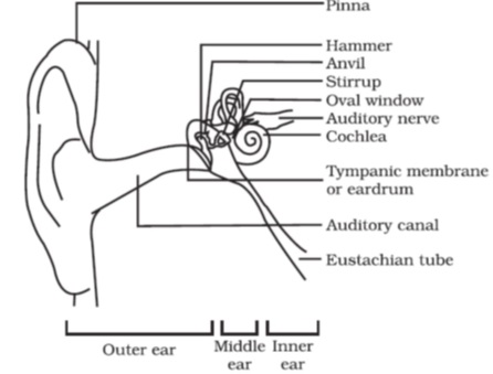 NCERT Solutions for Class 9 Science Chapter 12 Sound part 12