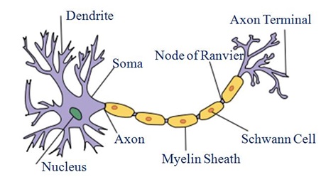 NCERT Solutions for Class 9 Science Chapter 6 Tissues part 1