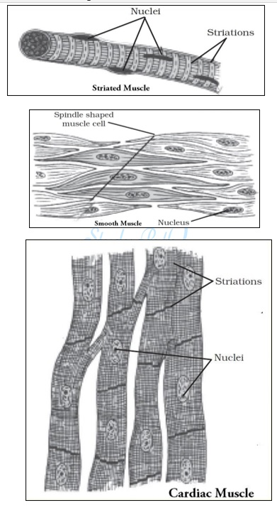 NCERT Solutions for Class 9 Science Chapter 6 Tissues part 3