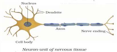 NCERT Solutions for Class 9 Science Chapter 6 Tissues part 5