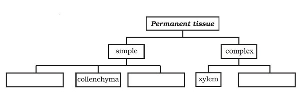 NCERT Solutions for Class 9 Science Chapter 6 Tissues part 6