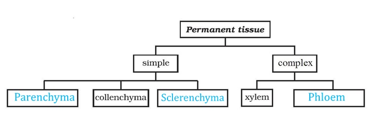 NCERT Solutions for Class 9 Science Chapter 6 Tissues part 7