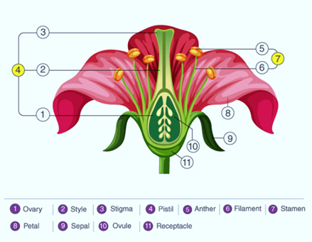 CBSE Class 6 Science Notes Chapter 7 Getting to Know Plants part 11