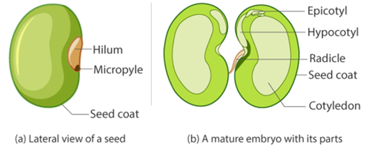 CBSE Class 6 Science Notes Chapter 7 Getting to Know Plants part 12