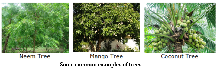 CBSE Class 6 Science Notes Chapter 7 Getting to Know Plants part 3