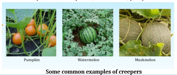 CBSE Class 6 Science Notes Chapter 7 Getting to Know Plants part 4