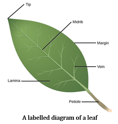 CBSE Class 6 Science Notes Chapter 7 Getting to Know Plants part 6