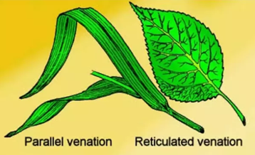 CBSE Class 6 Science Notes Chapter 7 Getting to Know Plants part 7