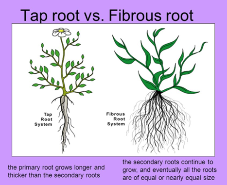 CBSE Class 6 Science Notes Chapter 7 Getting to Know Plants part 8