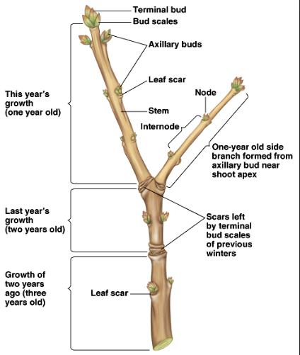 CBSE Class 6 Science Notes Chapter 7 Getting to Know Plants part 9