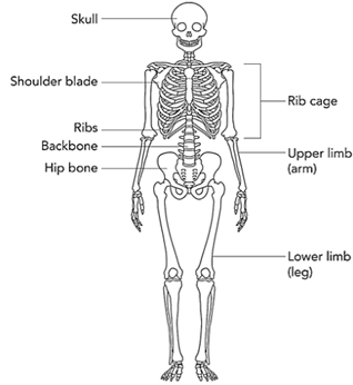 CBSE Class 6 Science Notes Chapter 8 Body Movements part 1